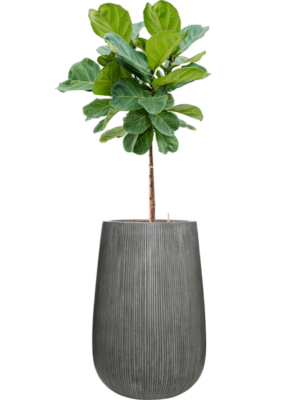 Ficus lyrata en Ridged Vertically