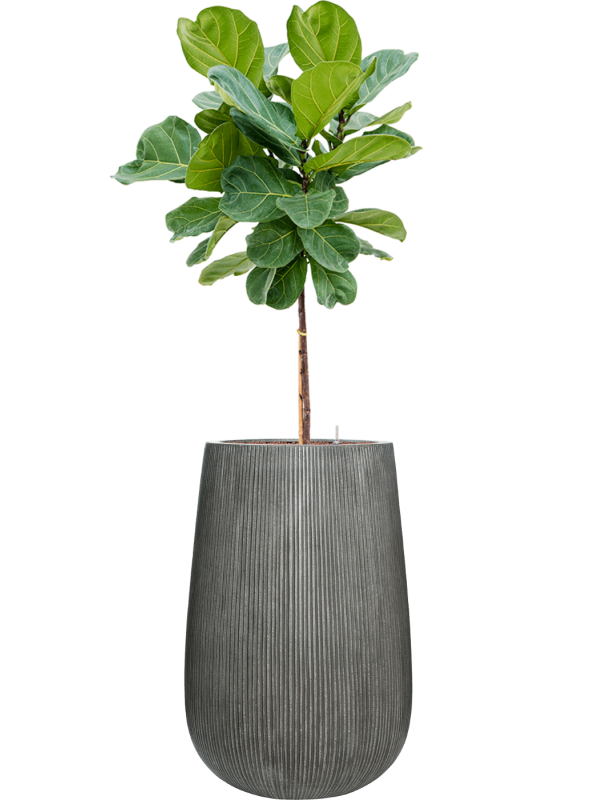 Ficus lyrata en Ridged Vertically, Pottery Pots