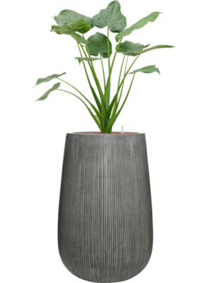 Alocasia cucullata en Ridged Vertically