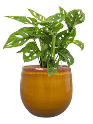 Monstera obliqua en Charlotte