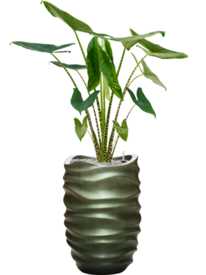 Alocasia zebrina en Baq Gradient Lee