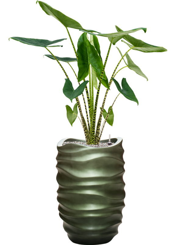 Alocasia zebrina en Baq Gradient Lee