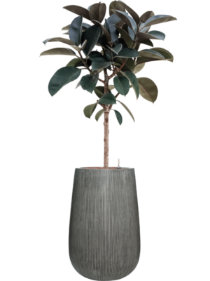 Ficus elastica 'Abidjan' en Ridged Vertically