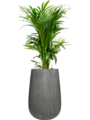 Kentia (Howea) forsteriana en Ridged Vertically