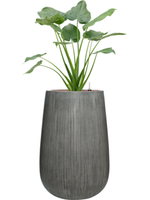 Alocasia cucullata en Ridged Vertically