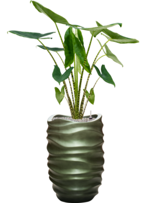 Alocasia zebrina en Baq Gradient Lee