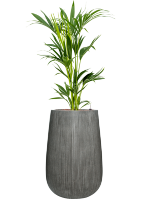 Kentia (Howea) forsteriana en Ridged Vertically