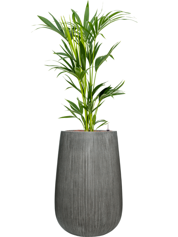 Kentia (Howea) forsteriana en Ridged Vertically, Pottery Pots