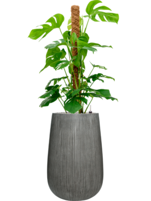 Monstera deliciosa en Ridged Vertically