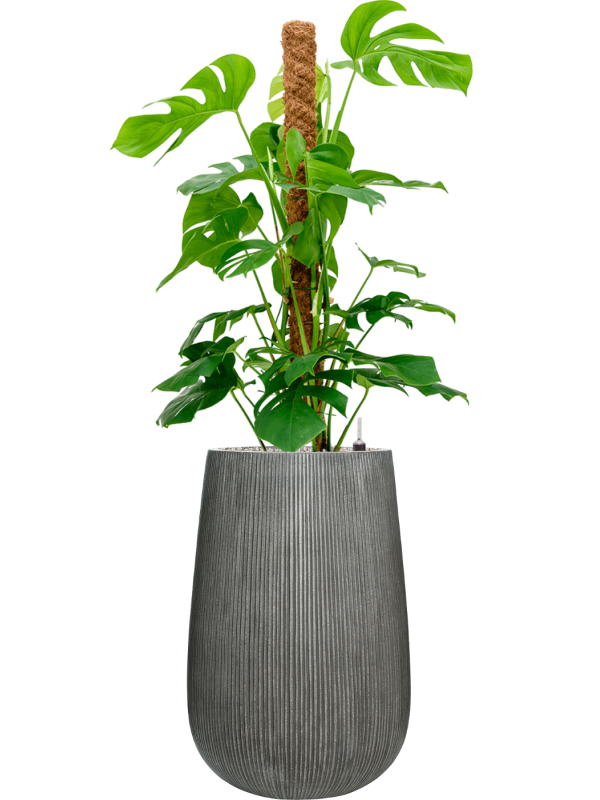 Monstera deliciosa en Ridged Vertically, Pottery Pots
