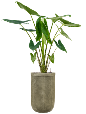 Alocasia zebrina en Baq Vertical Rib