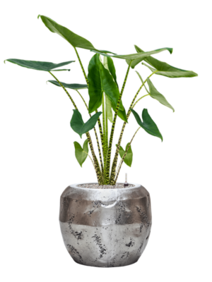 Alocasia zebrina en Baq Opus Raw
