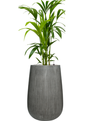 Kentia (Howea) forsteriana en Ridged Vertically