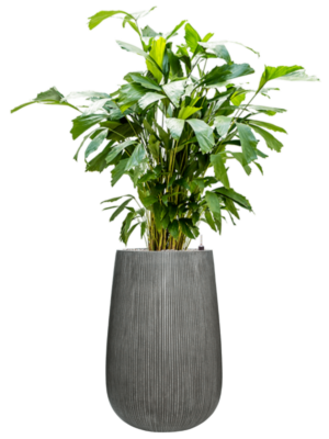 Caryota mitis en Ridged Vertically