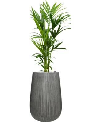 Kentia (Howea) forsteriana en Ridged Vertically