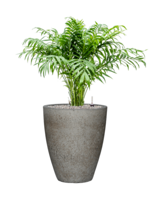 Chamaedorea elegans en Cement