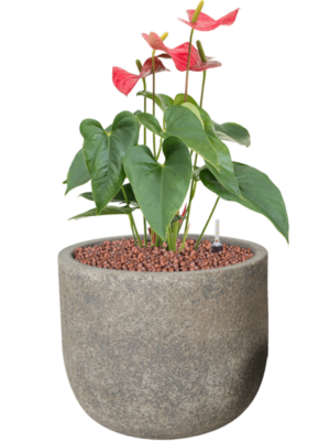 Anthurium andraeanum 'Sierra' en Cement