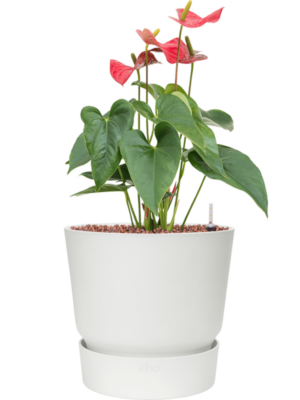 Anthurium andraeanum 'Sierra' en Greenville