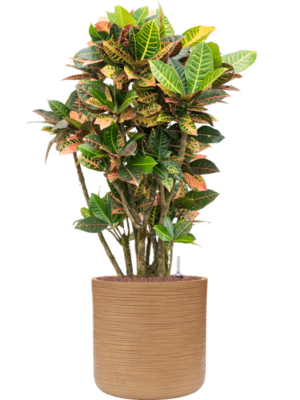 Croton (Codiaeum) variegatum 'Petra' en Baq Dune