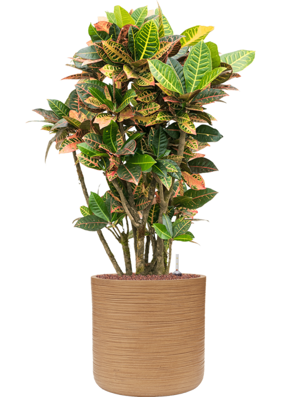 Croton (Codiaeum) variegatum 'Petra' en Baq Dune