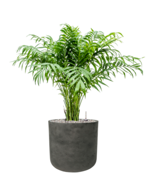 Chamaedorea elegans en Rough