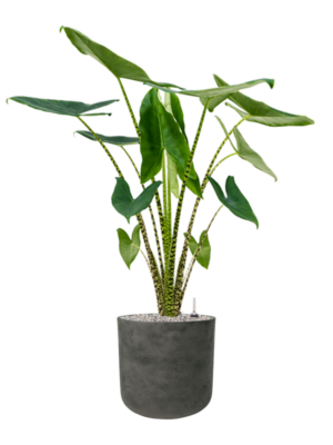 Alocasia zebrina en Rough