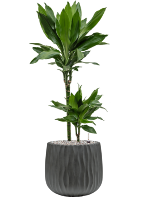 Dracaena fragrans 'Janet Lind' en Wave