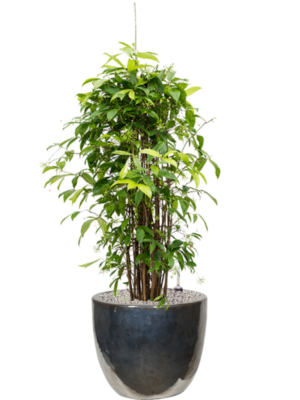 Dracaena surculosa (125-150) en Plain