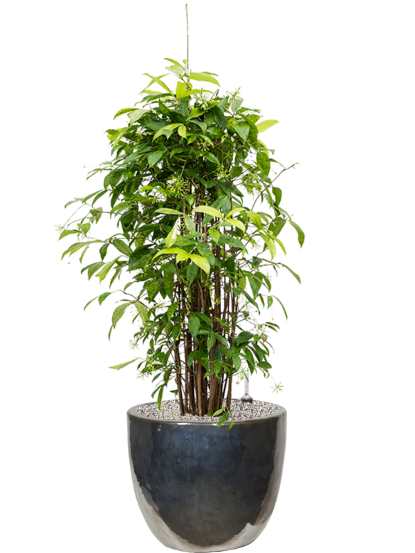 Dracaena surculosa (125-150) en Plain, Private label