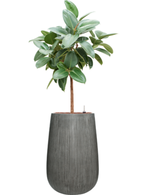 Ficus elastica 'Robusta' en Ridged Vertically