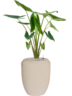 Alocasia zebrina en Baq Polystone Coated Plain