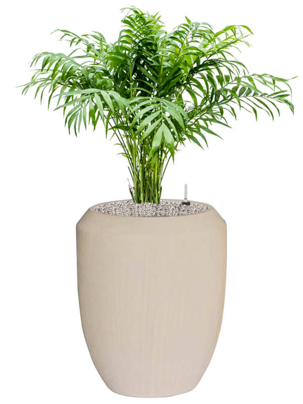 Chamaedorea elegans en Baq Polystone Coated Plain