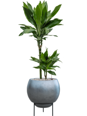 Dracaena fragrans 'Janet Lind' en Baq Metallic Silver leaf