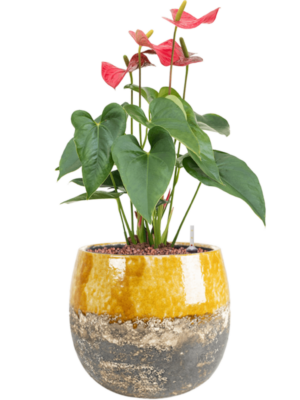 Anthurium andraeanum 'Sierra' en Lindy