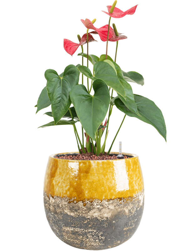 Anthurium andraeanum 'Sierra' en Lindy, Ter Steege