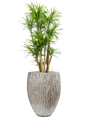 Pleomele (Dracaena) 'Anita Variegata' en Wave
