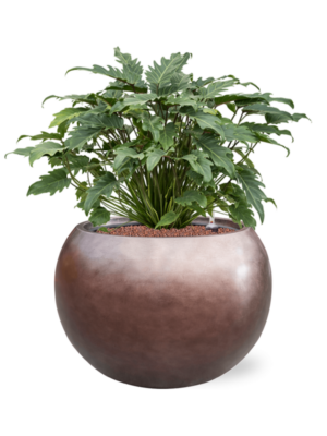 Philodendron 'Xanadu' en Baq Metallic Silver leaf