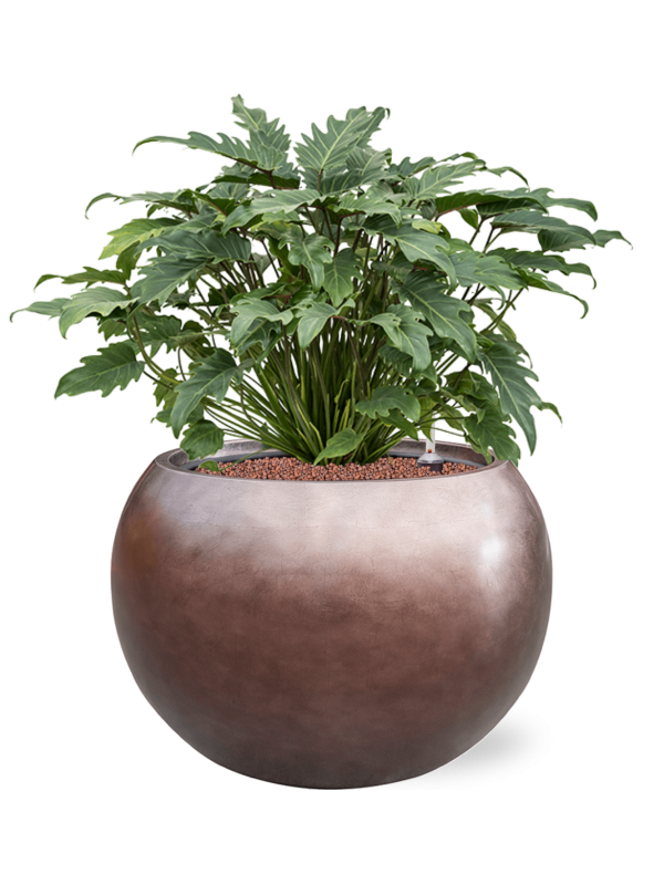 Philodendron 'Xanadu' en Baq Metallic Silver leaf