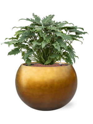 Philodendron 'Xanadu' en Baq Metallic Silver leaf