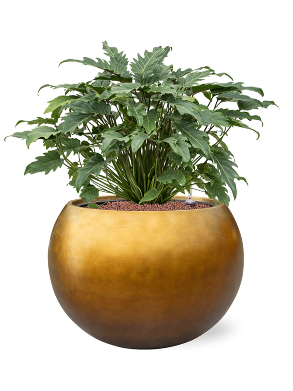 Philodendron 'Xanadu' en Baq Metallic Silver leaf