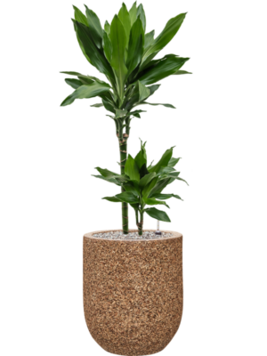 Dracaena fragrans 'Janet Lind' en Baq Naturescast