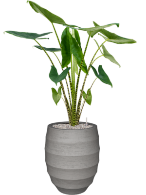 Alocasia zebrina en Bordo