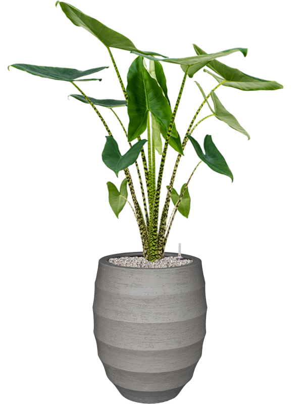 Alocasia zebrina en Bordo, Luca Lifestyle