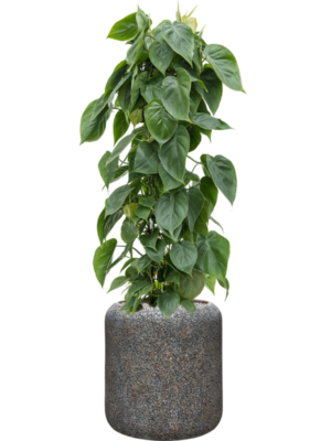 Philodendron scandens en Baq Naturescast