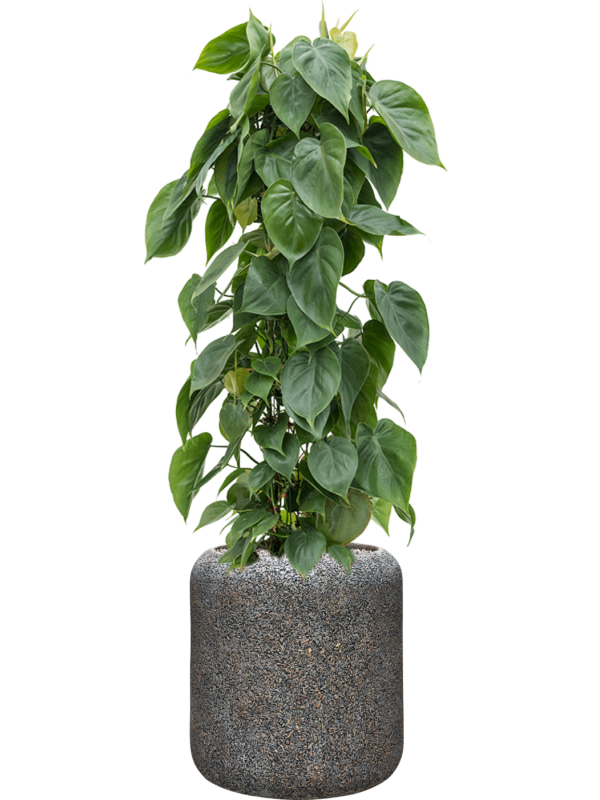 Philodendron scandens en Baq Naturescast