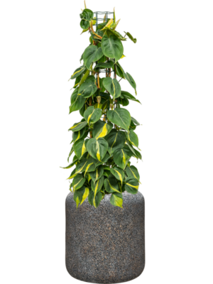Philodendron scandens 'Brasil' en Baq Naturescast