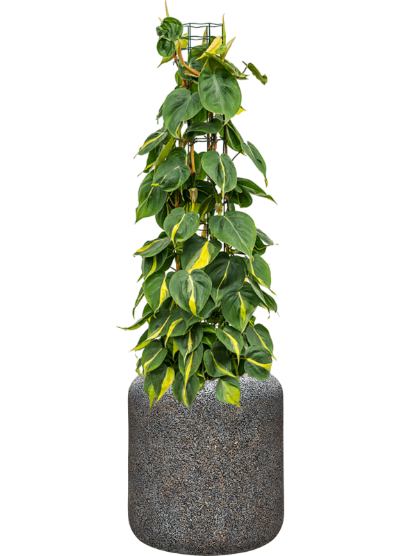 Philodendron scandens 'Brasil' en Baq Naturescast