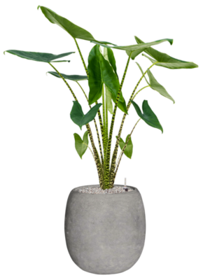 Alocasia zebrina en Baq Polystone Coated Plain