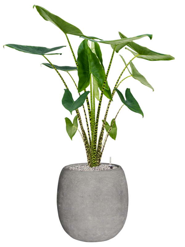 Alocasia zebrina en Baq Polystone Coated Plain
