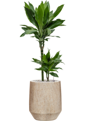 Dracaena fragrans 'Janet Lind' en Mineral